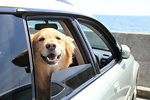開車帶狗狗旅行需要注意這幾點