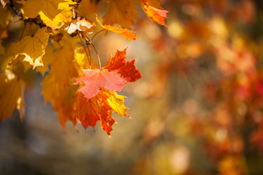 Autumnal-leaves,-red-and-yellow-maple-foliage-against--forest-000075867757_Medium.jpg