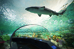（組圖）Ripley’s Aquarium-瑞普利水族館