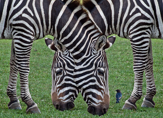 African Lion Safari - 2 Zebra.jpg