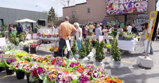 多倫多花卉市場 16年8月日 旅遊快訊 大紀元旅遊網