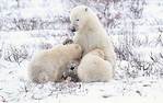 在Cochrane 看北極熊 Polar Bears
