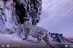 精彩視頻：罕見雪豹現身喜馬拉雅山脈