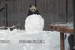 享受加拿大冬天 動物園大熊貓樂玩雪
