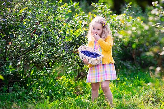 C-_Users_Rita_Desktop_Travel_website_周末玩什么_2016年6月10日_Adorable-little-girl-picking-blueberry-000090291619_Large_Re.jpg