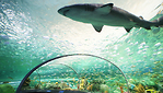 Coupon - Ripley’s Aquarium of Canada 加拿大瑞普利水族館-滿$40八五折
