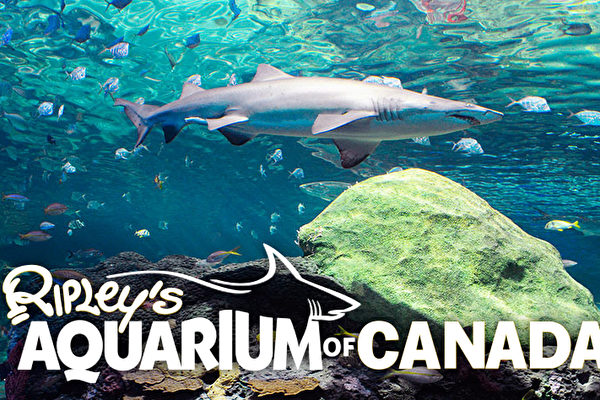 Visit-Ripley-Aquarium-Canada-Toronto-shark-600x400.jpg