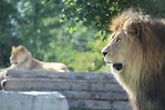加拿大唯一非洲野生動物園現已開放